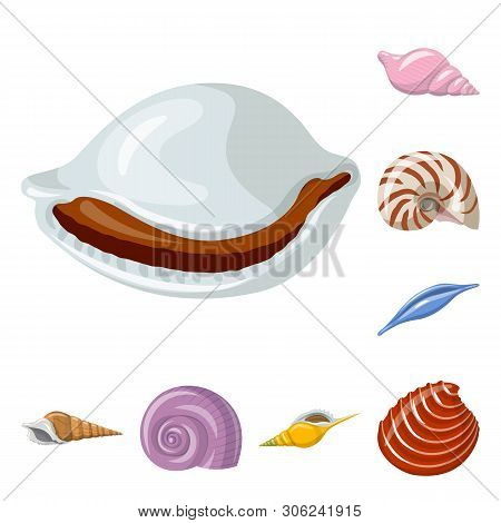 Vector Design Of Seashell And Mollusk Logo. Set Of Seashell And Seafood  Vector Icon For Stock.