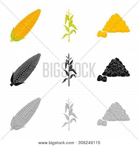 Vector Illustration Of Cornfield And Vegetable Logo. Collection Of Cornfield And Vegetarian Stock Ve