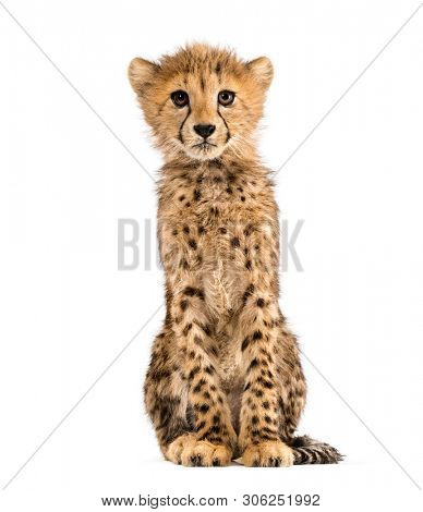 three months old cheetah cub sitting, isolated on white