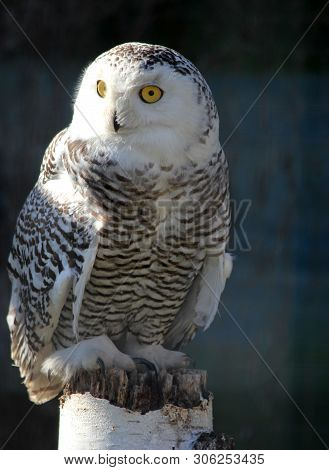 Portrait Of An Snow Owl Sitting On The Wood Trank Stunk