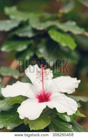Very Pretty Pink Hibiscus Flower With Shallow Focus, Blurry Green Background And Space For Text, Eth