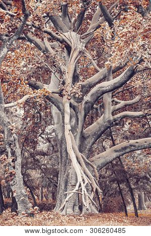 Majestic Ethereal Tree In City Park Hawassa, Ethiopia