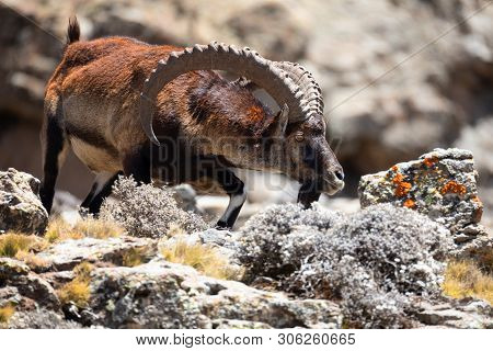 Very Rare Walia Ibex, Capra Walia, One Of The Rarest Ibex In World. Only About 500 Individuals Survi