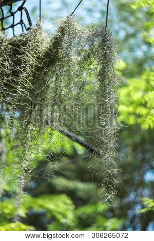 Tillandsia Usneoides Or Spanish Moss Is An Epiphytic Flowering Plant In The Garden Of Plants And Spi