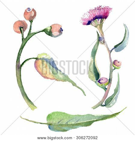 Red Eucaliptus Floral Botanical Flowers. Watercolor Background Set. Isolated Eucaliptus Illustration