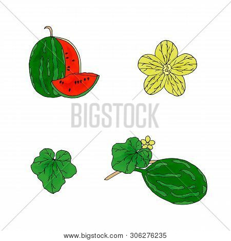 Hand Drawn Vector Watermelon Set. Watermelon Plant Isolated Collection.