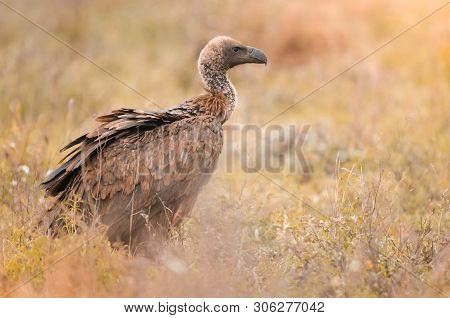 A Lone White-backed Vulture Standing In The Grass At The Kruger National Park, A Game Reserve In Sou