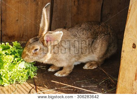 Young Rabbit In A Cage On Private Farm In Russian Village