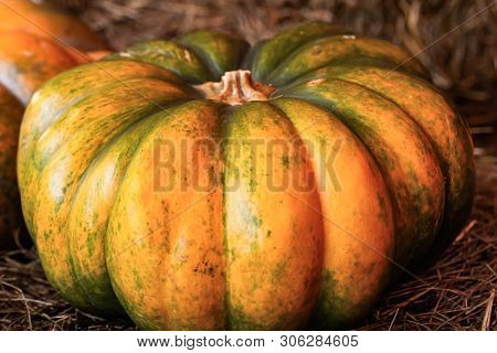 Ribbed Pumpkin Large Vegetable Yellow-green One-piece Close-up Autumn Design