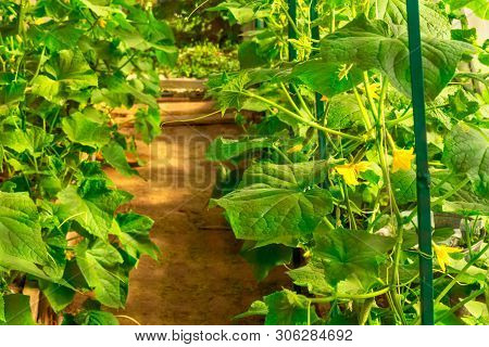 Cucumber Farm Greenhouse With Pathway In The Center
