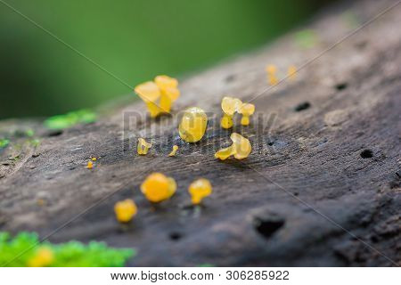 Yellow Fungus On Dry Wood In The Forest
