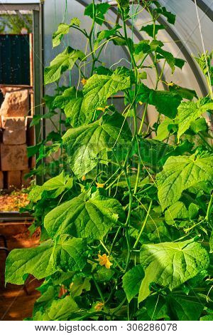 Organic Farming, Cucumber Plant Growing In Greenhouse.