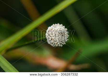 Melampodium Leucanthum In Nature Has Small White Flowers Is A Shrub Covering The Ground