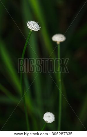 Melampodium Leucanthum In Nature Has Small White Flowers Is A Shrub Covering The Ground