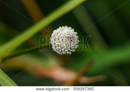 Melampodium Leucanthum In Nature Has Small White Flowers Is A Shrub Covering The Ground