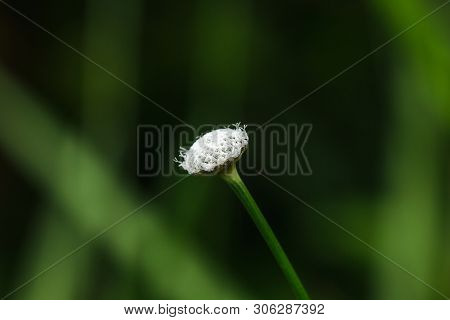 Melampodium Leucanthum In Nature Has Small White Flowers Is A Shrub Covering The Ground