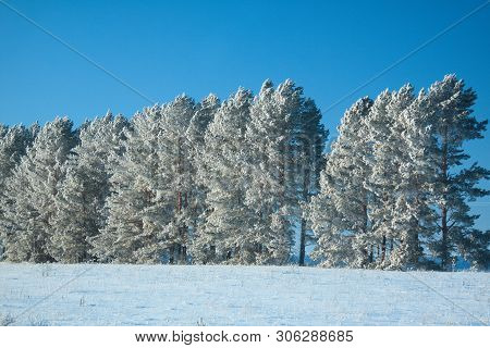 A Line Of Pine-trees In A Deep Snowdrift On Scintillating Snow, In Frosty Clear Day