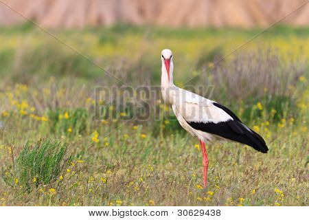 Čáp bílý (ciconia Ciconia)