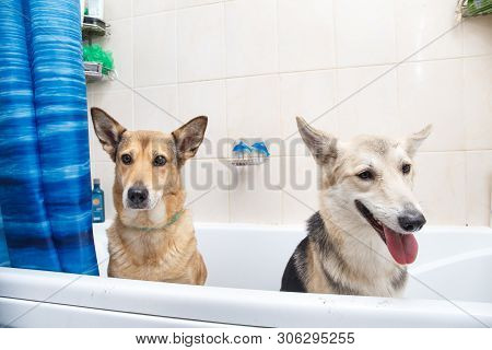 Bathing Of The Two Mixed Breed Dogs. Dogs Taking A Bubble Bath. Grooming Dog.
