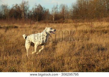 Portrait Of Central Asian Shepherd Dog Outdoor