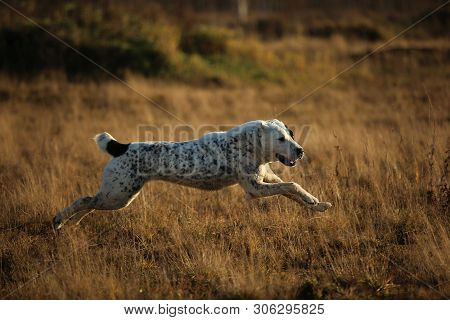 Portrait Of Central Asian Shepherd Dog Outdoor
