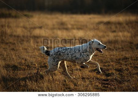 Portrait Of Central Asian Shepherd Dog Outdoor