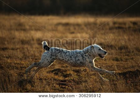 Portrait Of Central Asian Shepherd Dog Outdoor