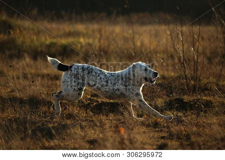 Portrait Of Central Asian Shepherd Dog Outdoor