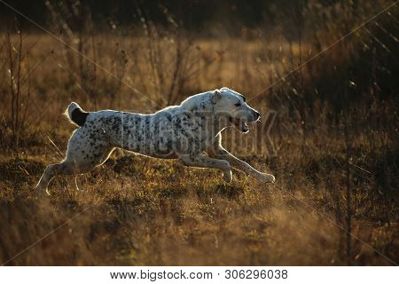 Portrait Of Central Asian Shepherd Dog Outdoor