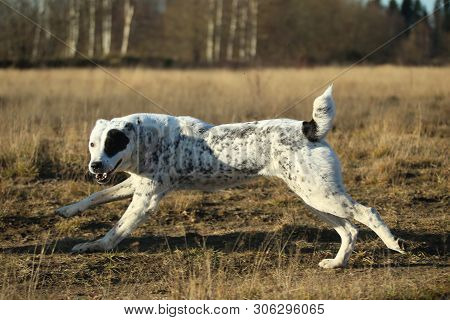 Portrait Of Central Asian Shepherd Dog Outdoor