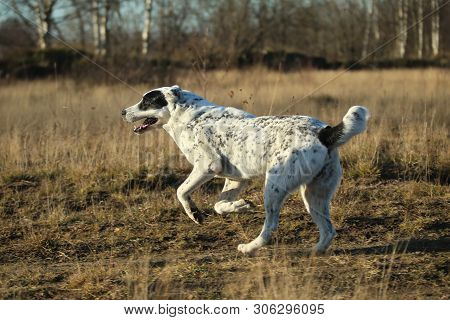 Portrait Of Central Asian Shepherd Dog Outdoor