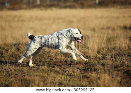 Portrait Of Central Asian Shepherd Dog Outdoor