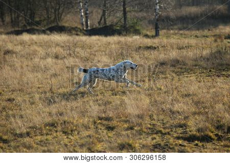 Portrait Of Central Asian Shepherd Dog Outdoor
