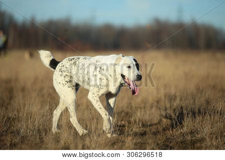 Portrait Of Central Asian Shepherd Dog Outdoor