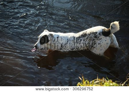 Portrait Of Central Asian Shepherd Dog Outdoor