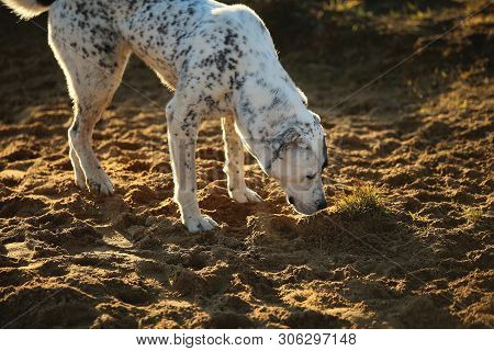 Portrait Of Central Asian Shepherd Dog Outdoor