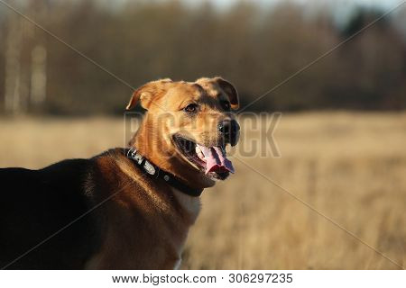 Portrait Of Happy Mongrel Dog Walking On Sunny Yellow Field.