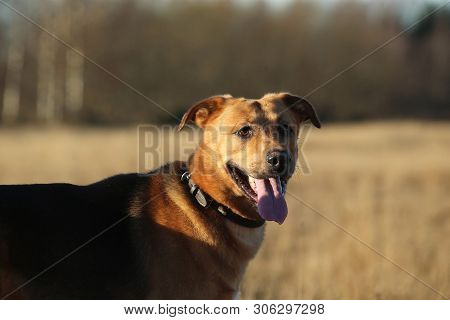 Portrait Of Happy Mongrel Dog Walking On Sunny Yellow Field.