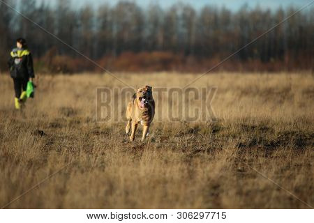 Portrait Of Happy Mongrel Dog Walking On Sunny Yellow Field.