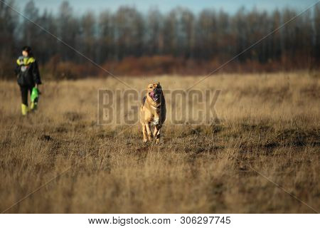 Portrait Of Happy Mongrel Dog Walking On Sunny Yellow Field.