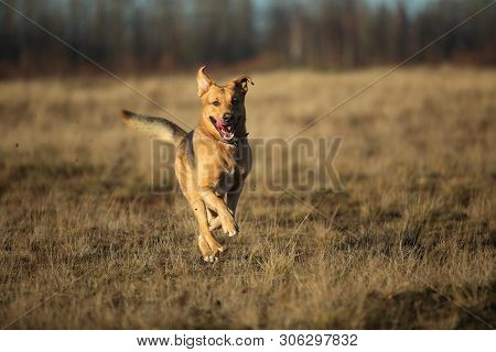 Portrait Of Happy Mongrel Dog Walking On Sunny Yellow Field.