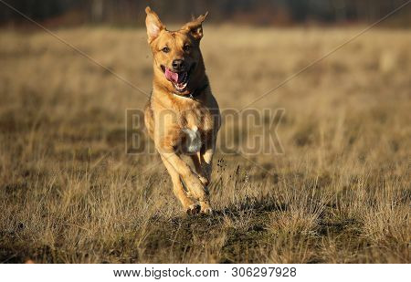 Portrait Of Happy Mongrel Dog Walking On Sunny Yellow Field.