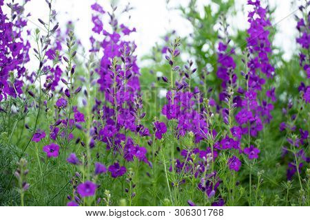 Colorful wild flowers (Consolida ajacis) growing in the springtime countryside.