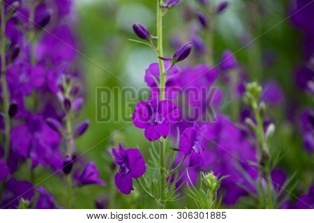 Colorful wild flowers (Consolida ajacis) growing in the springtime countryside.