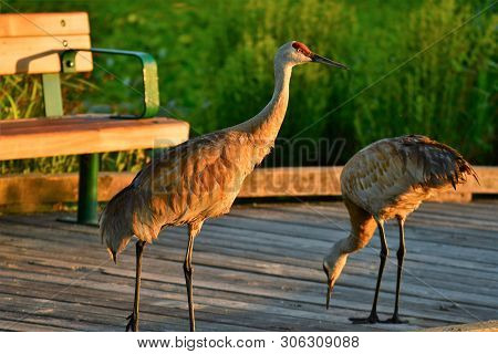 The Sandhill Cranes, Seeing The Lack Of Humans Nearby, Board The Pier And Eat The Leftover Birdseeds