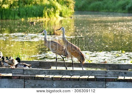 The Sandhill Cranes, Seeing The Lack Of Humans Nearby, Board The Pier And Eat The Leftover Birdseeds