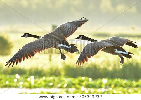 A Closeup Shot Of A Canada Geese Flying. Bc Canada