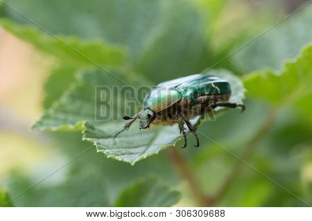 Cetonia Aurata, Called The Rose Chafer Or The Green Rose Chafer. A Beetle On A Green Leaf.