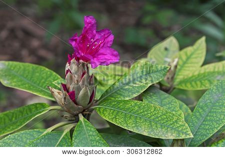 Pacific Rhododendron (rhododendron Macrophyllum) Is A Large-leaved Species Of Rhododendron Native To
