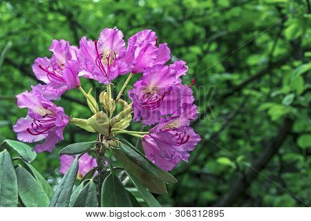 Pacific Rhododendron (rhododendron Macrophyllum) Is A Large-leaved Species Of Rhododendron Native To